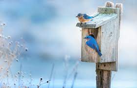 Alternatively, if you want a book with lots of simple easy plans we can recommend this one: Bird Houses For Songbirds Alabama Cooperative Extension System