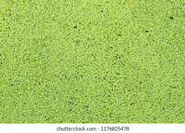 Image result for Lemna gibba