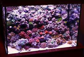 T5ho Information Lighting Forum Nano Reef Community