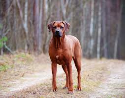 The rhodesian ridgeback is the hound group's answer to a somewhat protective dog. Breed Profile Rhodesian Ridgeback Gilbertson And Page Dog Cat And Ferret Food