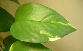 Check spelling or type a new query. Using Tea Bags Recycling Tips For Home And Garden Use