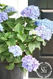 How To Keep Cut Hydrangeas From Wilting Stonegable