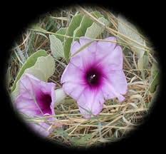Image result for Ipomoea verbascoidea