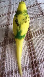 muhabbet kusumun kanadinda hastalik veya bir sorun var