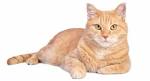 10 Beautiful Cat Breeds with Orange Coats • Purrfect Cat ...