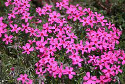Maybe you would like to learn more about one of these? Annuals Perennials Planttalk Colorado