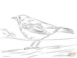 Common Blackbird Coloring Page Black Bird Bird Coloring Pages Bird Drawings