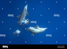 Indo-pacífico delfín mular, Tursiops aduncus, acoplamiento, cortejo,  mostrando el pene, Chichi-jima, Islas Bonin, Islas Ogasawara, Japón, el  Pacífico Fotografía de stock - Alamy