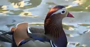 The colorful, male mandarin duck — native to eastern asia — landed in the central park pond sometime last fall, and was first spotted by birder david barrett, who runs the manhattan bird alert twitter account. Rare Mandarin Duck Finds Home In New York City S Central Park Cbs News