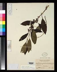 Image result for Ochthocharis