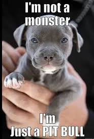 Sweetest Monster I Ve Seen Treat Every Animal With Respect And You Will See What Kind Of Animal We Are Inside Cute Animals Animals Cute Dogs