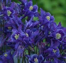 Maybe you would like to learn more about one of these? Perennials Gardening And Dogs