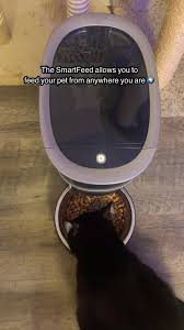 #ad Check out the Smart Feed from @PetSafe today! #catsoftiktok #imobsessed  #animallover #rutina