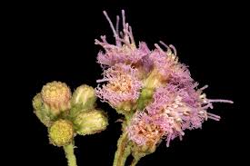 Image result for Litogyne gariepina