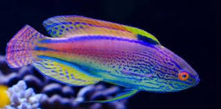 Beautiful Fish Top 10 Of The Most Beautiful Saltwater Fish Available 2020 Beautiful