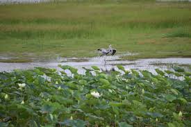 Image result for Schoenoplectiella roylei