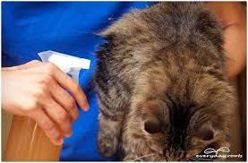 This is particularly useful if you want to treat a kitten or don't want to chance essential oils. 5 Natural Ways To Prevent Get Rid Of Fleas On Cats Flea Remedies Flea Remedy For Cats Cat Fleas