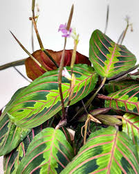 Image result for maranta