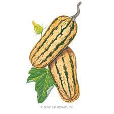 It can be stored up to three months in a cool, dry place. Honey Boat Winter Delicata Squash Seeds Vegetables Botanical Interests