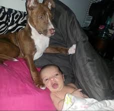 Fundraiser by Macie Steiner : Puppy kys recovery!