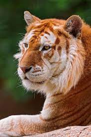 Of all the tiger colorations out there the golden tabby, also known as a strawberry tabby, is my favorite coloration. Golden Tabby Tiger Golden Tabby Tiger Golden Tabby Animals