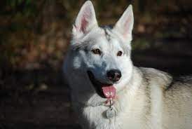 spisok porod sobak pohozhih na volkov