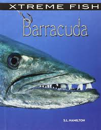 The barracuda is a saltwater fish of the genus sphyraena. Barracuda Xtreme Fish Hamilton S L 9781624034466 Amazon Com Books