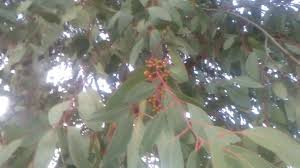 Laz Kirazi Karayemis Agaci Yapraklari Meyvesinin Tohumlari Cayinin Fayda Yaprak Tohum Agac