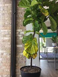 Maybe you would like to learn more about one of these? Bought This 6ft Fiddle Leaf Fig From Home Depot 2 Weeks Ago It Had A Lot Of Brown Spots On It Already But With Green Leaves Repotted It And Gave It A