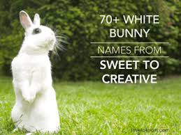 70 White Bunny Names From Sweet To Creative Lovetoknow