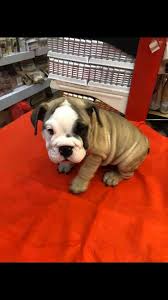 French Bulldog Puppy For Sale Malaysia Home Facebook