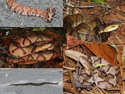 The cottonmouth snake (agkistrodon piscivorus), also known as water moccasin is a venomous semiaquatic snake that belongs to the group of pit vipers. 5 Ways How To Tell The Difference Between Cottonmouths Water Moccasins And Copperheads Living Alongside Wildlife