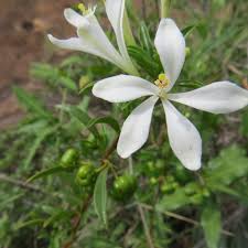 Image result for Turraea obtusifolia