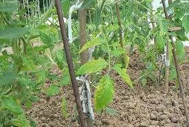 подкормка томатов во время цветения и плодоношения в теплице Pozheltenie Listev Tomatov Sadovye Proekty Sadovodstvo Ovoshnye Gryadki