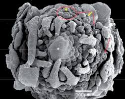 Image result for Courtoisina assimilis