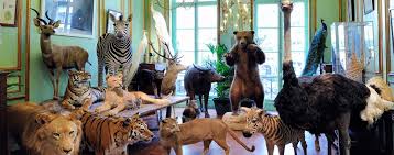 Taxidermie Entomologie Curiosites Naturelles Deyrolle Paris Trip Planner Paris Travel Paris In August