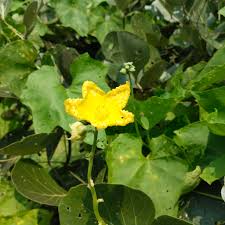 Image result for Eureiandra sp. A