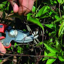 Once the plant is in the ground, don't disturb or move it. Pruning Clematis Finegardening