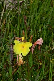 Image result for Oenothera stricta
