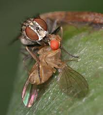 One of my favorite beneficial predators, dalotia coriaria. Coenosia Attenuata Alchetron The Free Social Encyclopedia