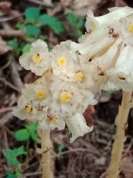 Image result for Monotropa  hypopitys