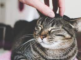 kedi korkusu kedi fobisi miyhav com