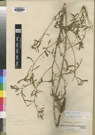 Image result for Aeschynomene schimperi