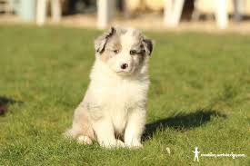 Adorable vidéo où l'on découvre un adorable bébé nourrir à la main son chien, un magnifique berger australien. Shooting Photo De Bebes Bergers Australiens Creation Webdesign Com