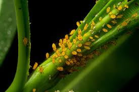 Many different kinds of aphids can damage a banana crop. 16 Proven Ways To Get Rid Of Aphids On Weed Plants 2021 The Gardening Dad