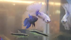 We did not find results for: Fish Palace Aquarium Fish Trading Dalma Mall Facebook
