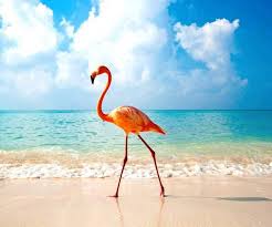 Birds Of The Bahamas Photos National Bird Flamingo Bahamas Beautiful Birds Pet Birds Animals Wild
