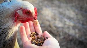 Thức Ăn Cho Gà Thả Vườn Đúng Chuẩn Kỹ Thuật Chăn Nuôi Gà