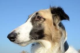 The borzoi is a large, beautiful and speedy hound with a lovely, flowing coat. 43 623 Dark Mask Photos Free Royalty Free Stock Photos From Dreamstime