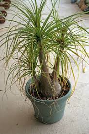 Use a mix of one part potting soil, one part perlite, and one part sand for best. Ponytail Palm Beaucarnea Recurvata Wisconsin Horticulture